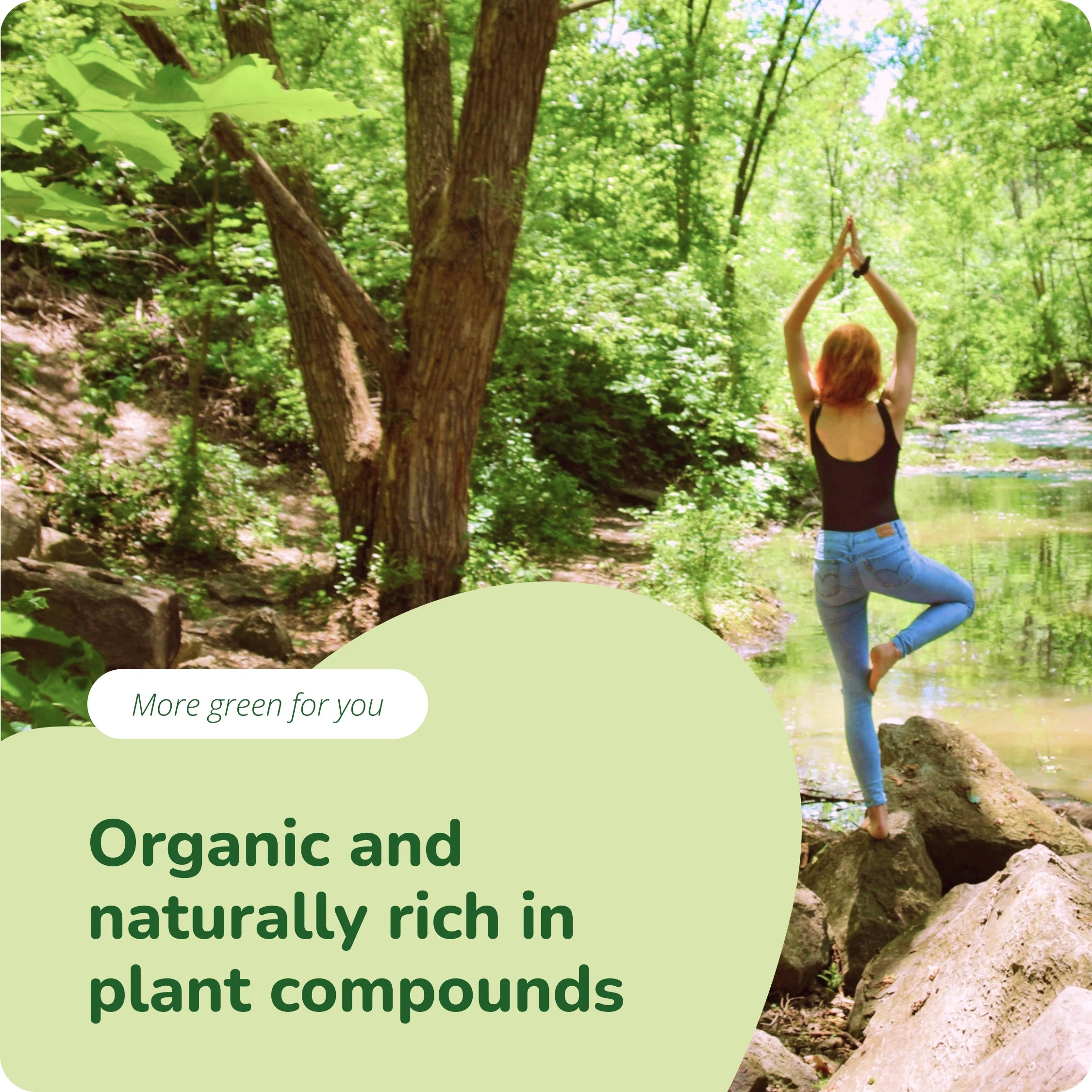 Moringa Oleifera Capsules Organic