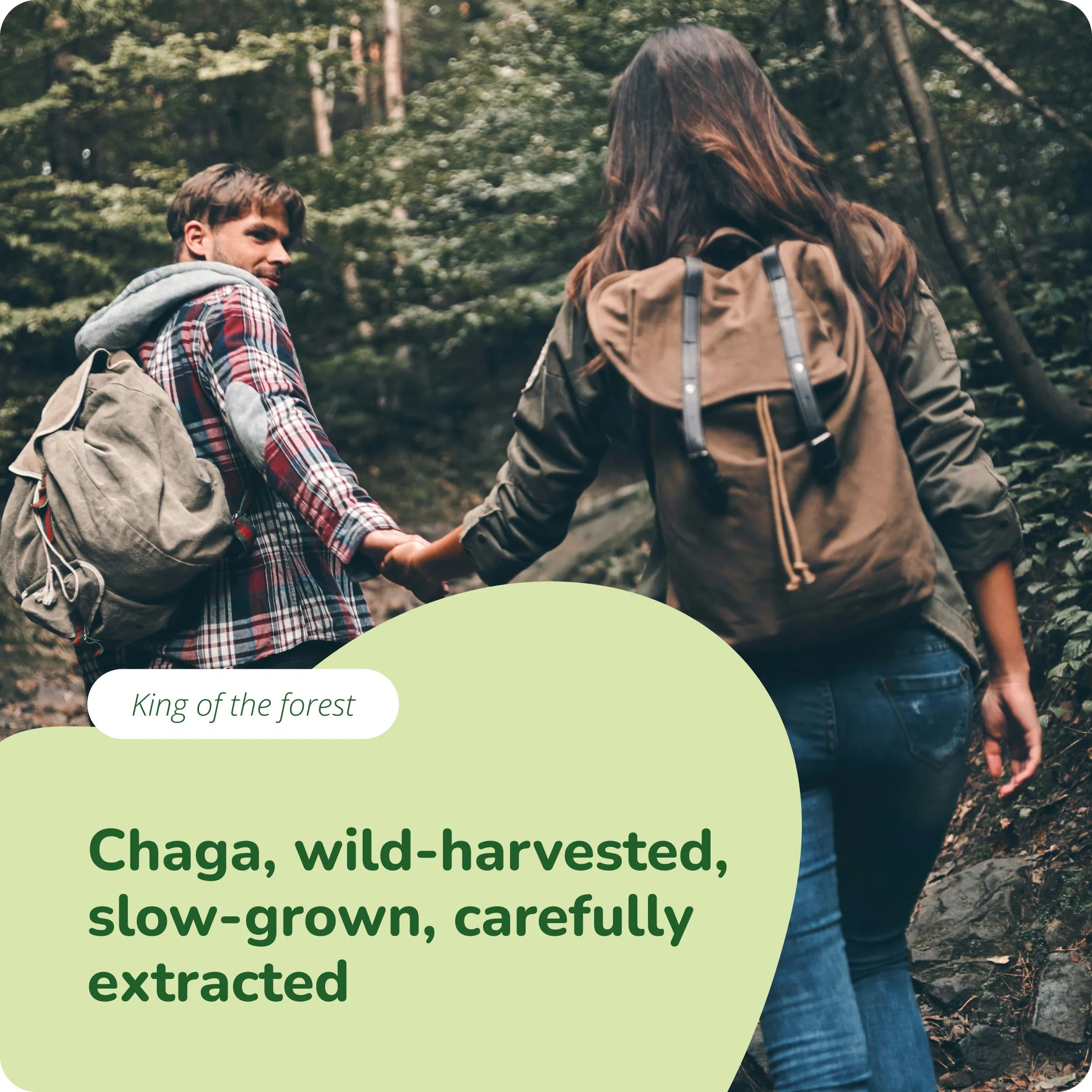 Chaga Extrakt Kapseln Bio